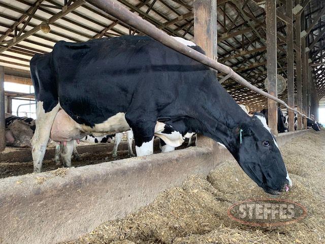 (260) Commercial Holstein